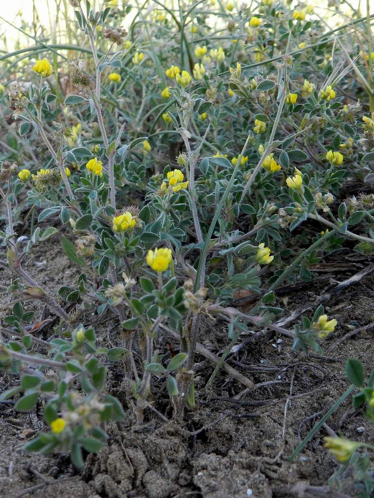 Medicago minima / Erba medica minima